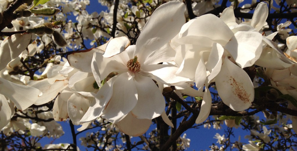 Magnolian i Göteborg